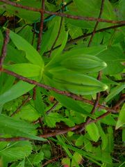 Lilium michiganense