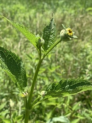 Heliopsis