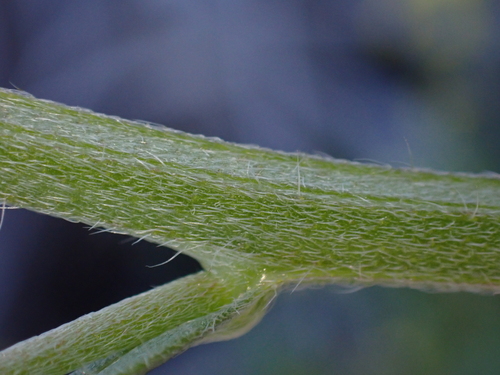Image of Hackelia diffusa by (c) Nolan Exe, some rights reserved (CC BY)