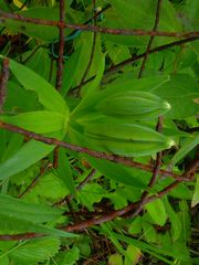 Lilium michiganense