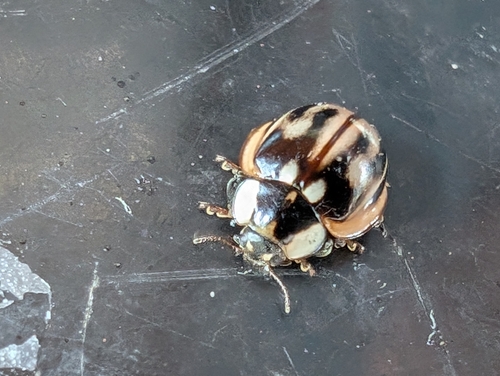 Subvittate Lady Beetle photo 4