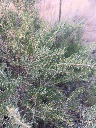 iNaturalist observation 2024-09-07