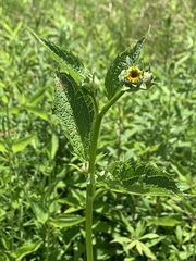 Heliopsis