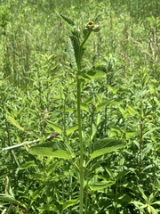 Heliopsis