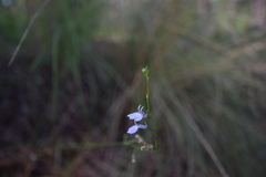 Lobelia spicata