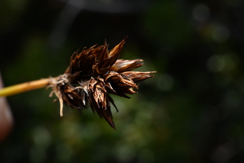 Image of Carex ebenea by (c) Anders Hastings, some rights reserved (CC BY)