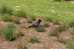 Corvus corone