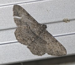 Psilalcis isombra