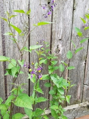 Solanum dulcamara