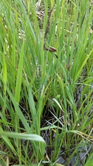 Carex nebrascensis