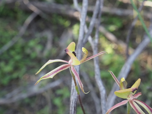 Image of Caladenia roei by (c) Hugo Innes, some rights reserved (CC BY)
