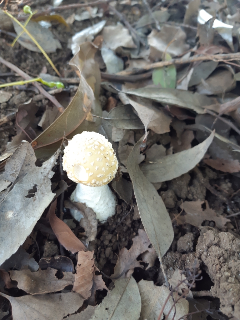 Amanita orientigemmata · September 2024 · photo: © imori_miho (iNaturalist, cc-by)