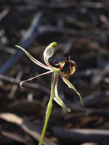 Image of Caladenia mesocera by (c) Hugo Innes, some rights reserved (CC BY)
