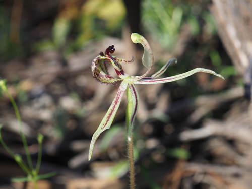 Image of Caladenia mesocera by (c) Hugo Innes, some rights reserved (CC BY)