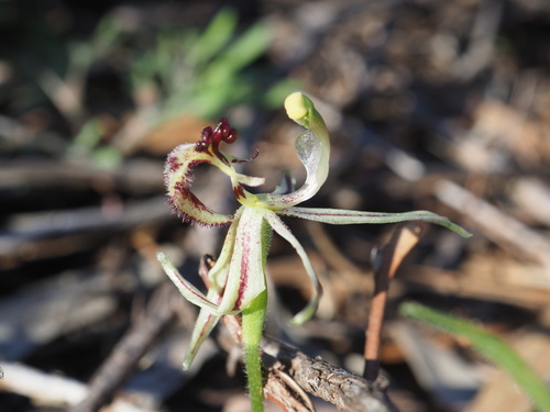 Image of Caladenia mesocera by (c) Hugo Innes, some rights reserved (CC BY)