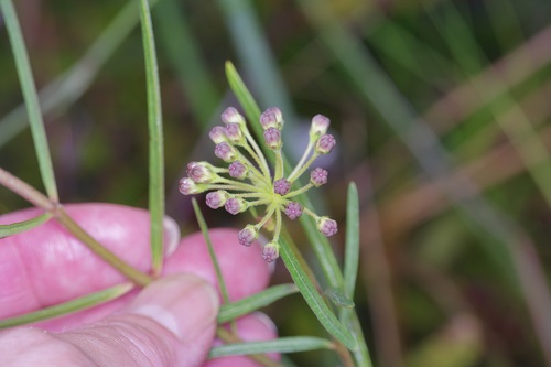 Image of Asclepias hirtella by (c) Michelle W. （鍾偉瑋）, some rights reserved (CC BY)