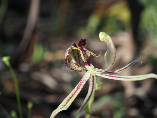 Image of Caladenia mesocera by (c) Hugo Innes, some rights reserved (CC BY)