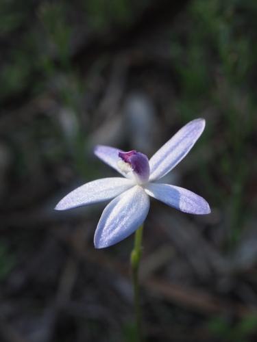 Image of Cyanicula amplexans by (c) Hugo Innes, some rights reserved (CC BY)