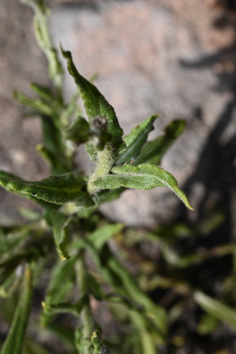 Image of Pseudognaphalium macounii by (c) Anders Hastings, some rights reserved (CC BY)