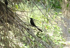 Crypsirina temia