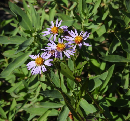 Symphyotrichum foliaceum