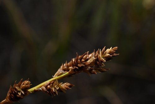 teacher sedge (Carex praeceptorum)