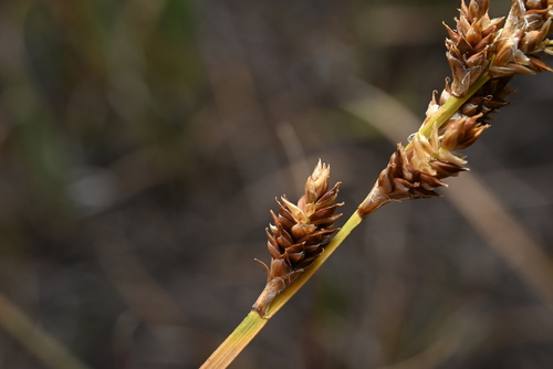 Image of Carex praeceptorum by (c) Anders Hastings, some rights reserved (CC BY)