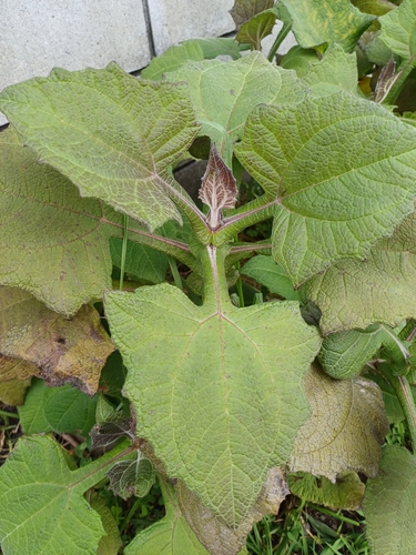 Yacon (Smallanthus sonchifolius)