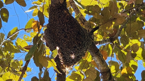 Western Honey Bee