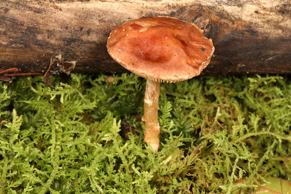 Limacella sp. 'IN01'