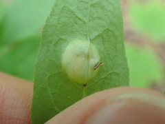 Exobasidium vaccinii