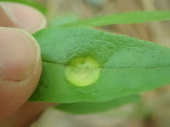 Exobasidium vaccinii