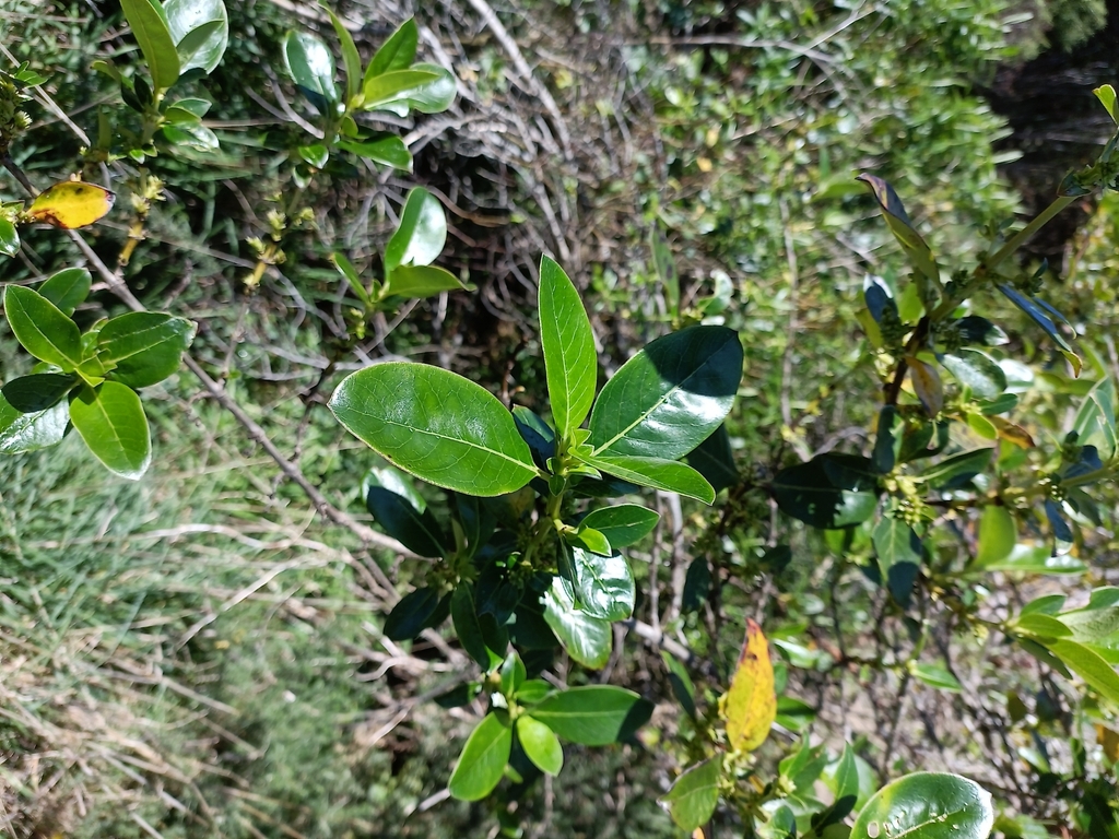 Coprosma robusta, Wellington