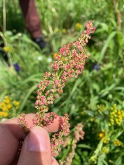 Rumex lapponicus