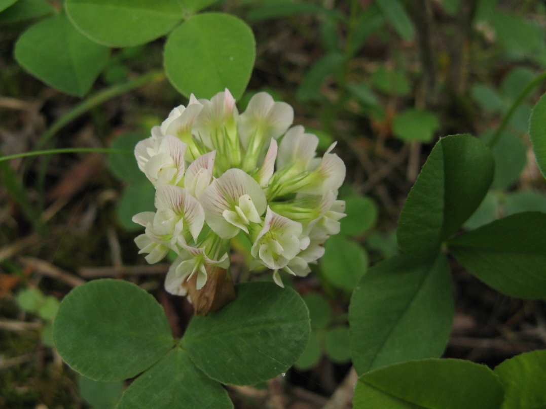 Trifolium calcaricum