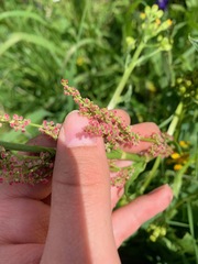 Rumex lapponicus