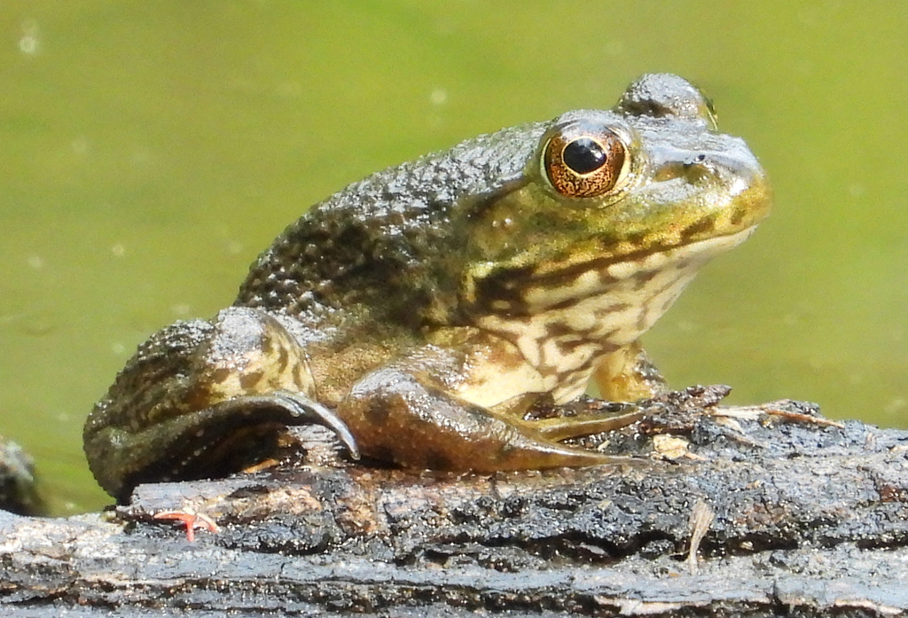 American Bullfrog from Forest Glen, Silver Spring, MD, USA on September ...