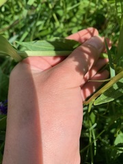 Rumex lapponicus