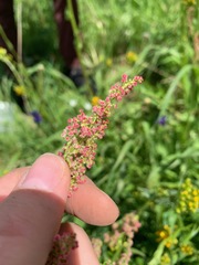 Rumex lapponicus