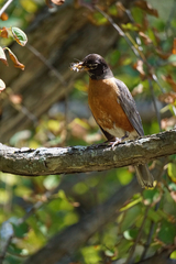 Turdus migratorius