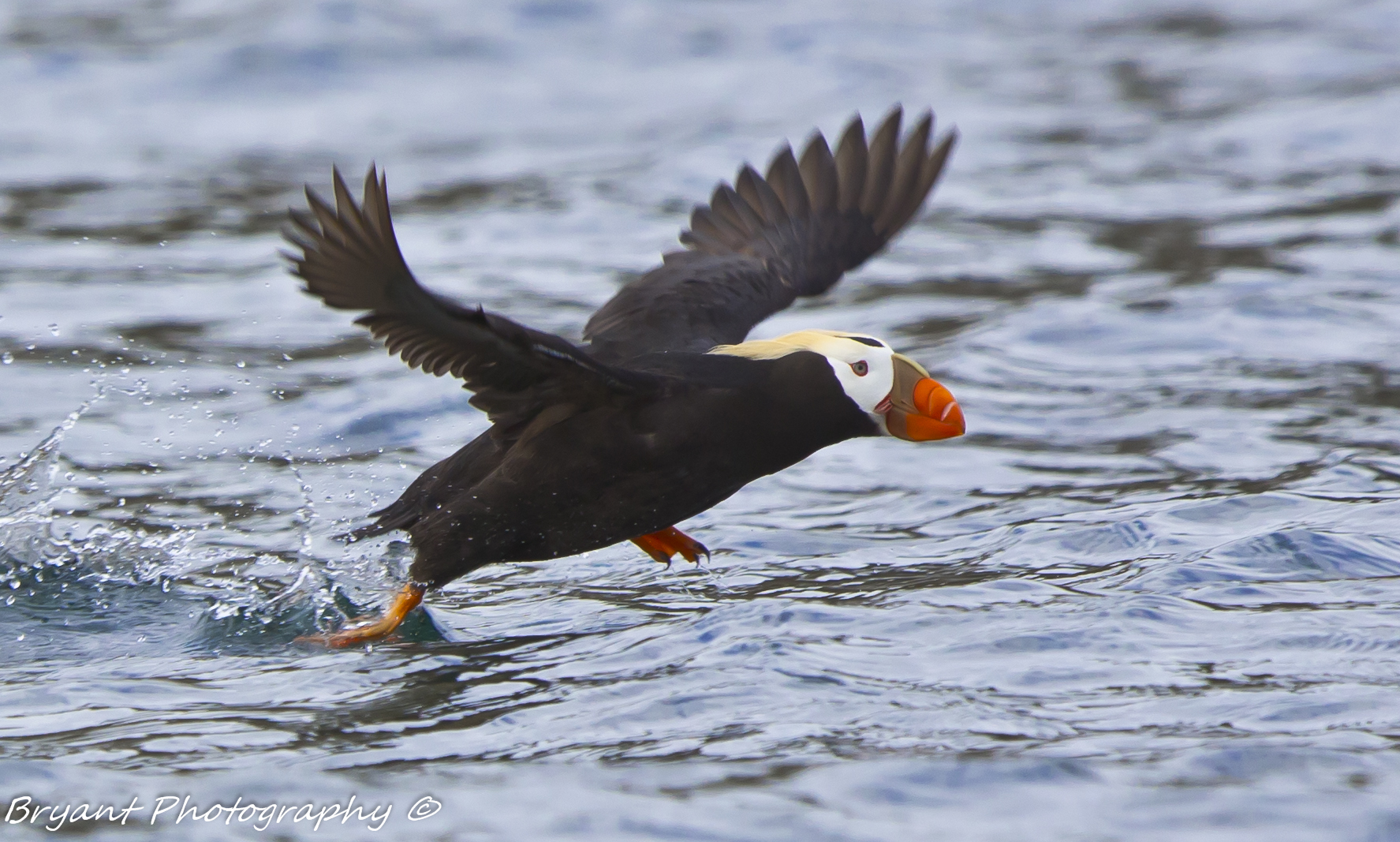 Tufted Puffin (Fratercula cirrhata) · iNaturalist