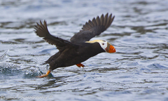 Tufted Puffin photo 2
