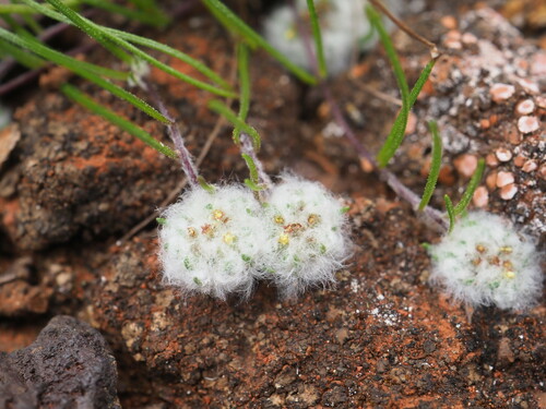 Wires-and-wool (Lemooria burkittii)