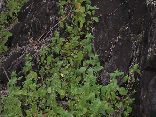 Image of Parietaria Cardiostegia (Parietaria cardiostegia) by (c) Hugo Innes, some rights reserved (CC BY)