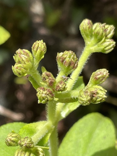 Trupanea dubautiae observed 2024-09-07