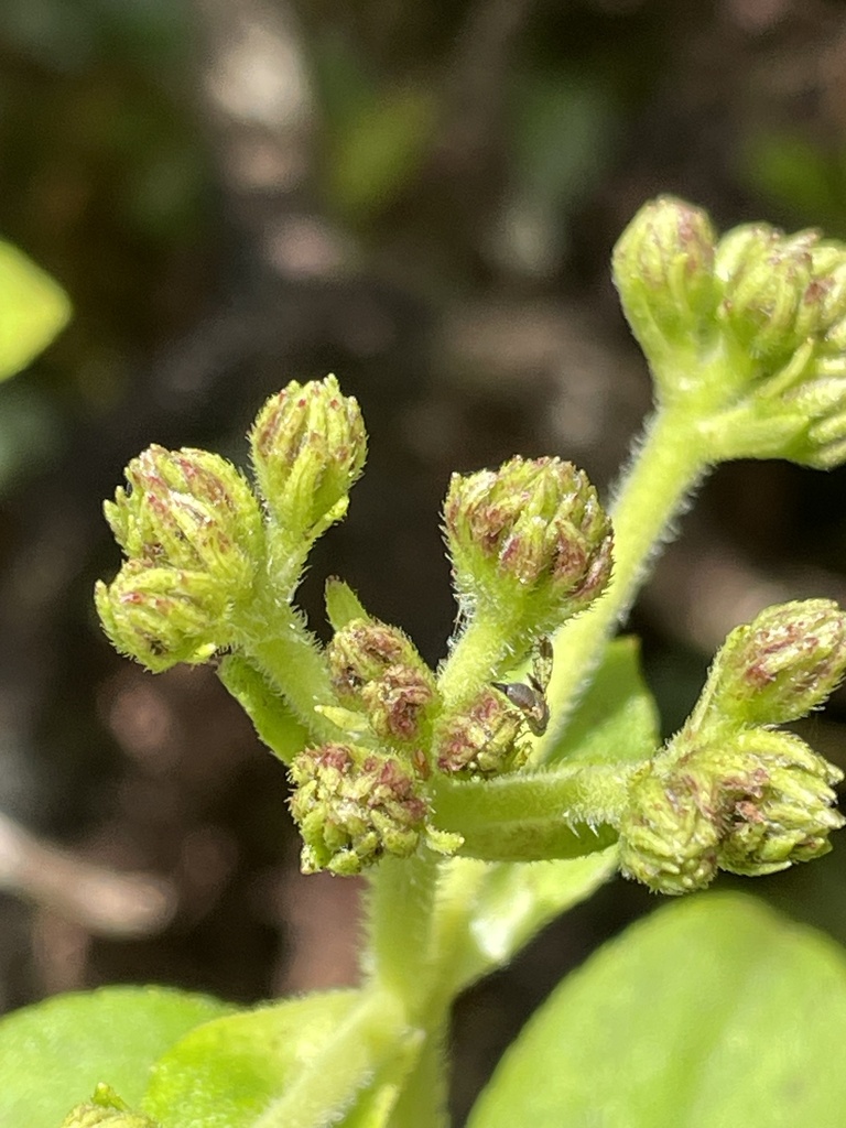 Trupanea dubautiae