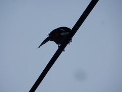 Dendrocitta formosae formosae