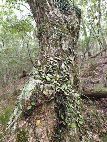 Image of Sarcochilus hillii by (c) Shelomi Doyle, some rights reserved (CC BY)