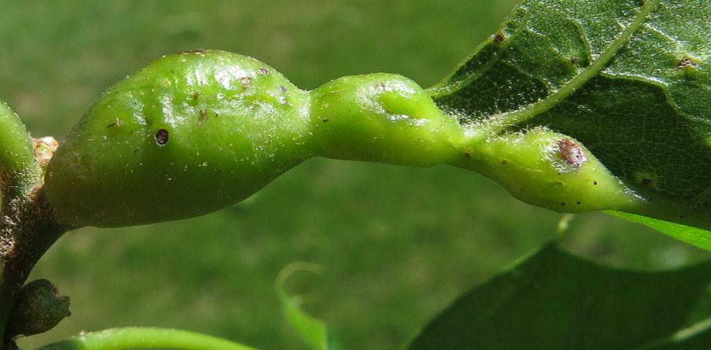 Melikaiella tumifica