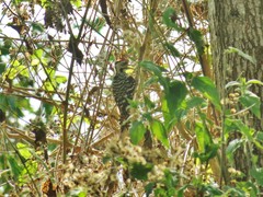 Dendrocopos analis